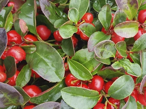 Gaultheria procumbens BIG BERRY P 29 - imagine 1