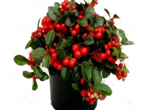 Gaultheria procumbens BIG BERRY Ghiveci metalic - imagine 1