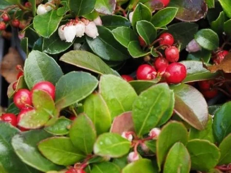 Gaultheria procumbens P12 PACHET 4 - imagine 1