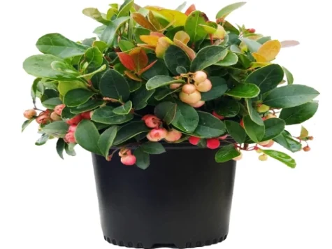 Gaultheria set 15 buc H - imagine 1