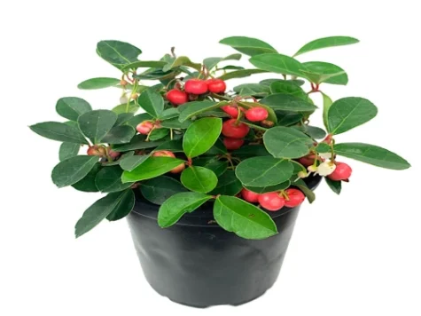 Gaultheria set 8 buc H - imagine 1
