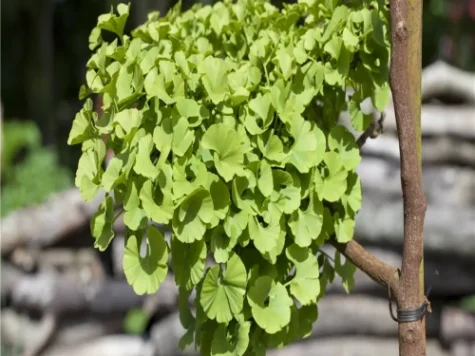 Ginkgo bil Marieke 180 ST 8-10 CM C15 - imagine 1