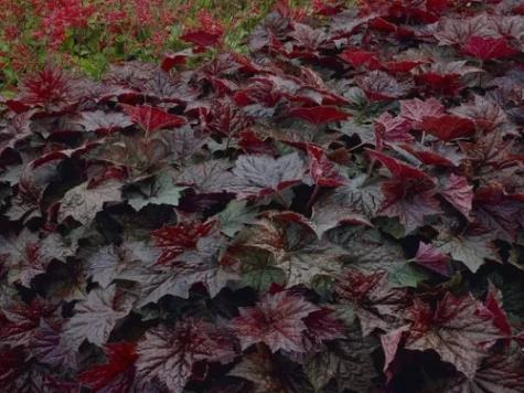 Heuchera in cultivars P15 20-30 CM - imagine 1