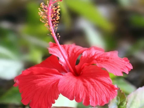 Hibiscus P23 NL - imagine 1