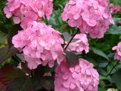 Hortensie Hydrangea paniculata - serrata - Beauty Line C2 P17 - imagine 1