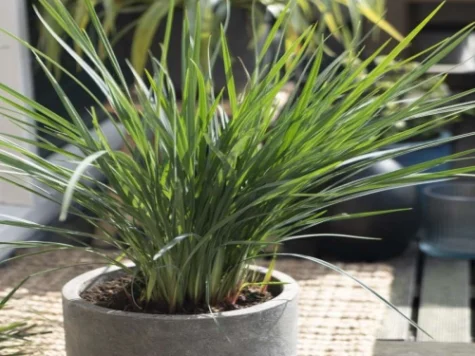 Iarba decorativa Dianella Coolvista C5 P23 - imagine 1