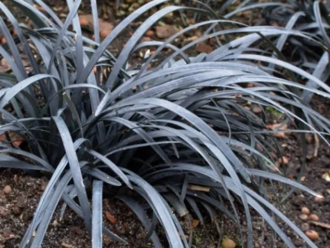 Iarba decorativa visiniu Ophiopogon plan Niger C2 P17 - imagine 1