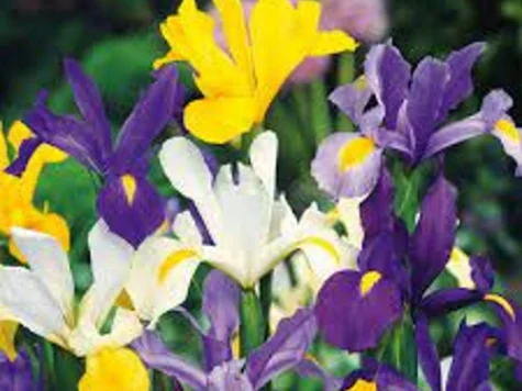 Iris Hollandica mix 25 bulbi - imagine 1