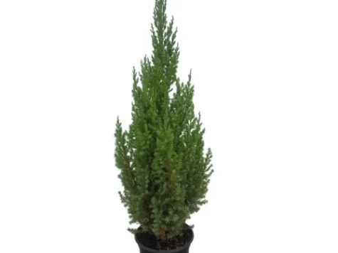 Juniperus chin Stricta C3 P19 40-50 CM - imagine 1