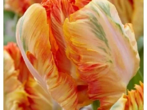 Lalele papagal apricot parrot 8 bulbi - imagine 1