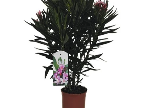 Leandru pitic Copacel Nerium oleander 20 CM P17 - imagine 1
