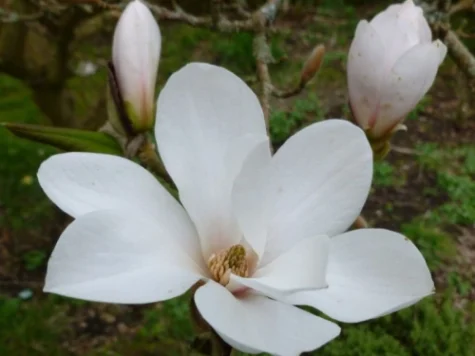 Magnolia loebneri Merrill P23 50-60 CM - imagine 1