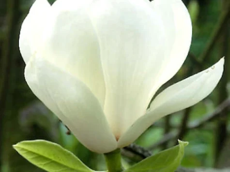 Magnolia soulangeana alba CLT 18 80/100 - imagine 1