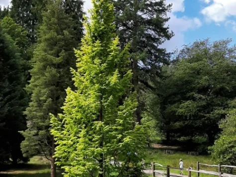 Metasequoia glyptostroboides P26 125-150 CM - imagine 1