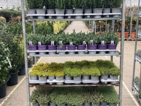 Mix Lavandula Rosmarinus Copacel 60 CM Stem P18 - imagine 1