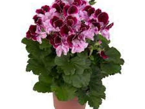 Muscata englezeasca Geranium diverse P11 - imagine 1