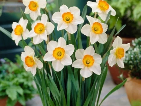 Narcise Large Cupped Mix 6 bulbi - imagine 1