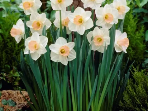 Narcise Tromboncino Salome 6 bulbi - imagine 1