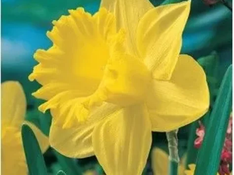 Narcise tromboncino Carlton 6 bulbi - imagine 1