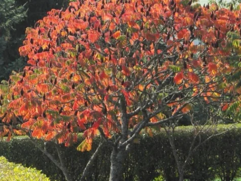 Otetar Rhus glabra P26 80-100 CM - imagine 1