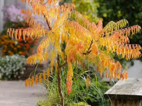 Otetar rosu Rhus typhina Tiger Eyes P19 50-60 CM - imagine 1