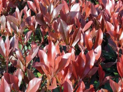 Photinia fras Dynamo Red C2 P17 25-30 CM - imagine 1