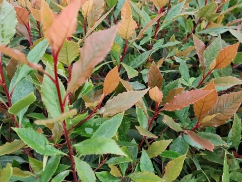 Photinia fraseri Chico C2 P17 20-25 CM - imagine 1
