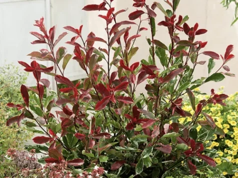 Photinia fraseri Pink Marble C2 P17 25-30 CM - imagine 1