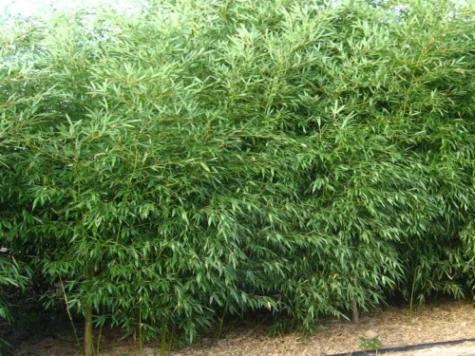 Phyllostachys bissetii C5 P23 - imagine 1