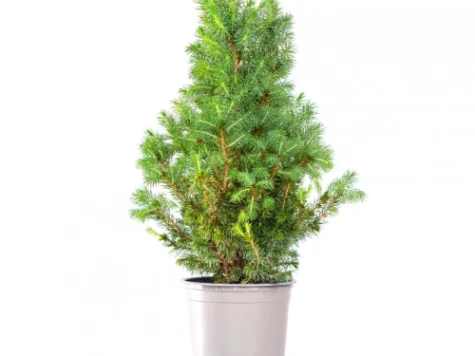 Picea conica 45cm H - imagine 1