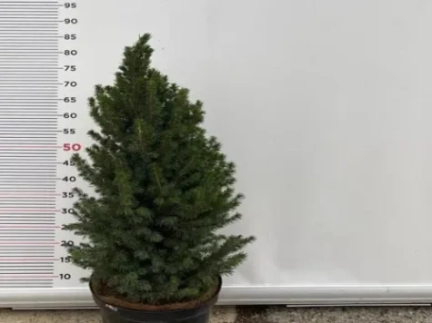 Picea conica 85 cm h - imagine 1