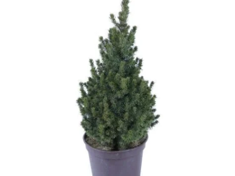 Picea conica H - imagine 1