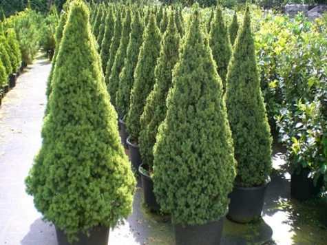 Picea glauca conica H - imagine 1