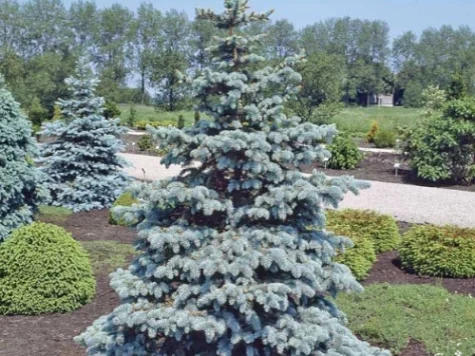 Picea pungens Hoopsii Argintiu P26 40-50 CM STOC LIMITAT - imagine 1