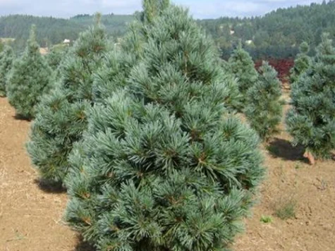 Pinus flex Vanderwolf Piramida P26 40-50 CM - imagine 1
