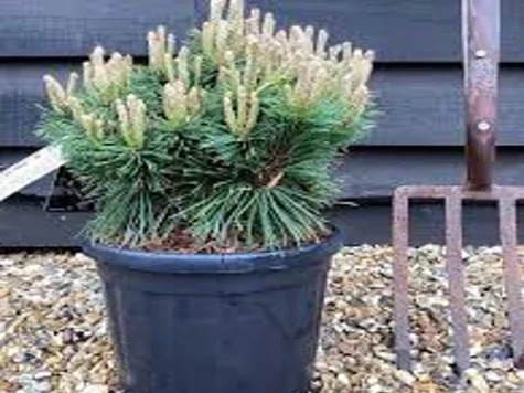 Pinus in cultivars 40 60 CM Stem - imagine 1