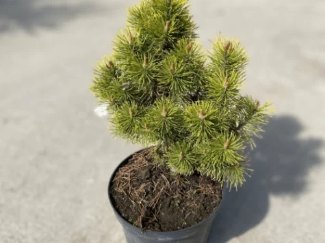 Pinus mugo Carsten Winter Gold C3 P19 20-25 CM - imagine 1