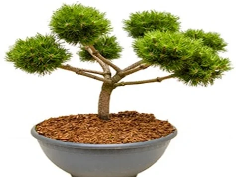 Pinus nigra Brepo Bonsai 60-80 CM C35 - imagine 1