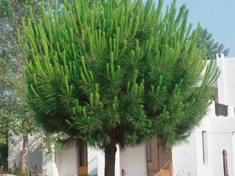 Pinus pinea H - imagine 1