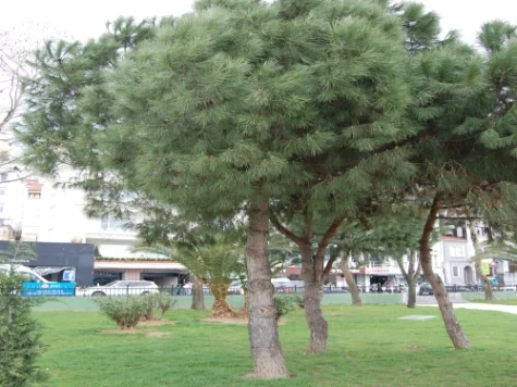 Pinus pinea CLT 35 175/200 IT - imagine 1