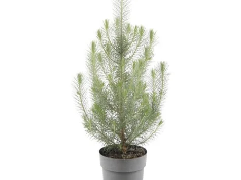 Pinus silver H - imagine 1