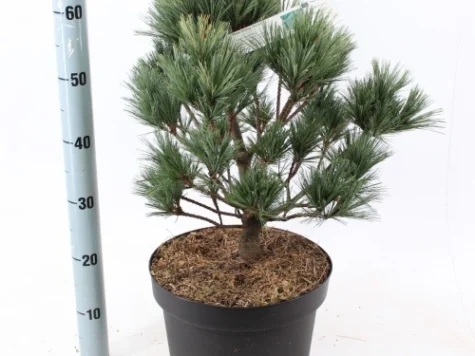 Pinus strobus Secrest P26 30-35 CM - imagine 1