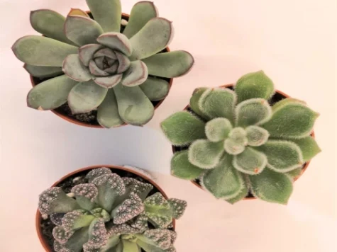 Planta suculente IT Q 6.5 Collection - imagine 1