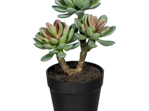 Plante suculente IT Q 3.5 - imagine 1