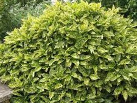 Pom de aur Aucuba jap Variegata C2 P17 30-40 CM - imagine 1
