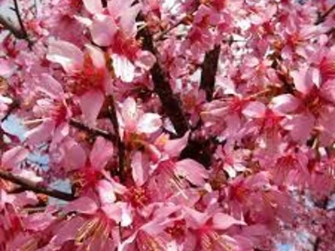 Prunus Okame 80 CM STEM C5 P23 2YR - imagine 1