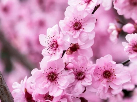 Prunus blireana 80 CM STEM C5 P23 2YR - imagine 1