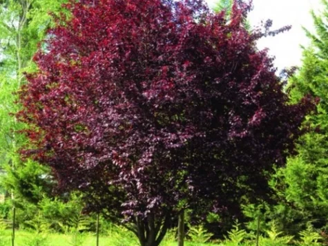 Prunus cer Nigra 6-8 CM STANDARD C15 - imagine 1