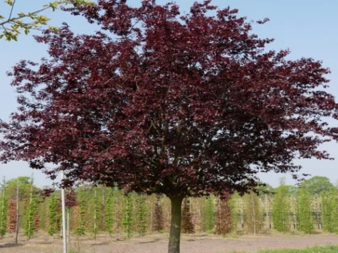 Prunus cer Nigra 80 CM STEM C5 P23 2YR - imagine 1