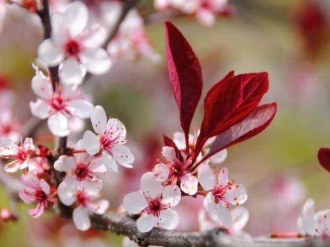 Prunus cerasifera Nigra C5 P23 BUSH - imagine 1